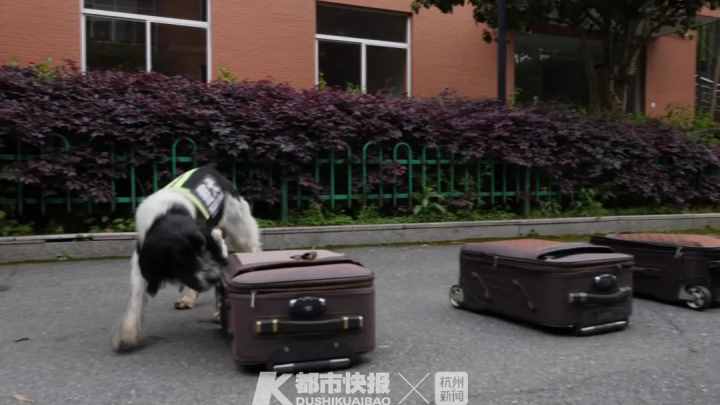 警犬界勞模！BINGO不僅是條網(wǎng)紅犬，還是一只社會狗，今天照常出勤訓練