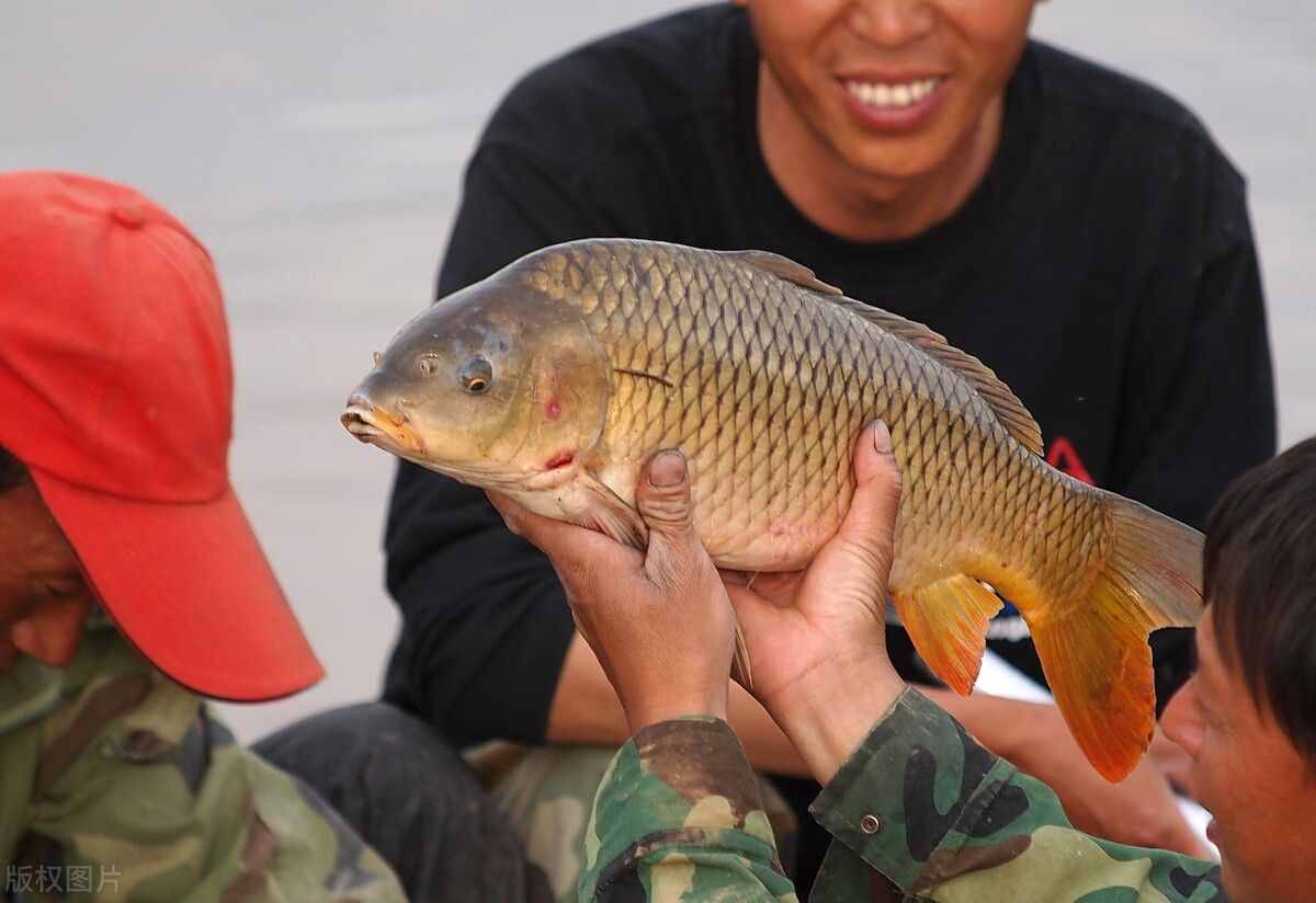 黃河調(diào)水調(diào)沙19年，下游成“泥河”，專家卻說黃河水在變清？