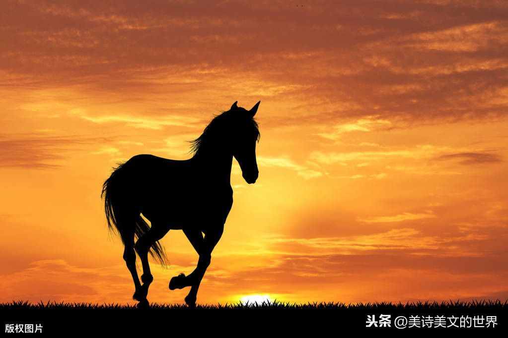 “好馬不吃回頭草”到底何意？是指回頭草不好嗎？很多人理解錯了