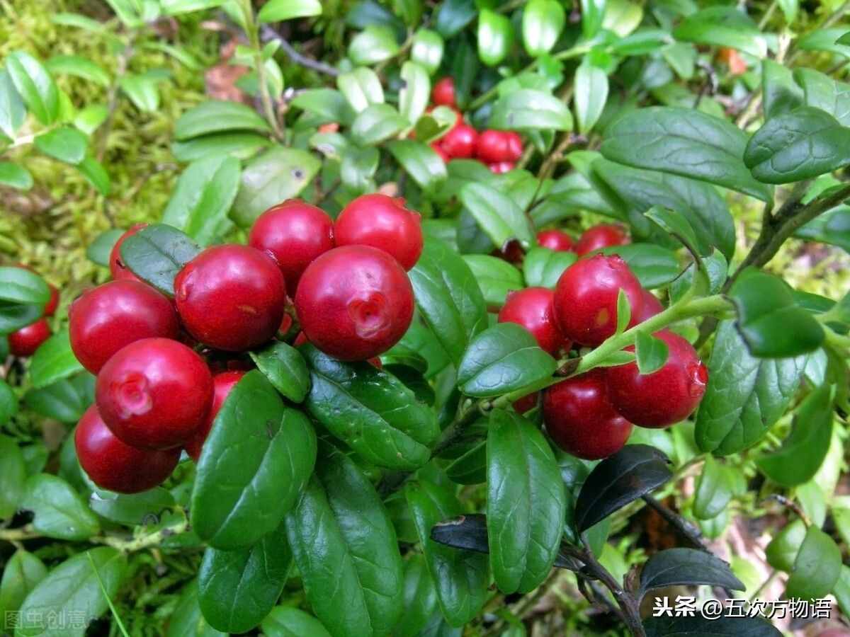 一篇教你認(rèn)清常見水果類型，建議收藏