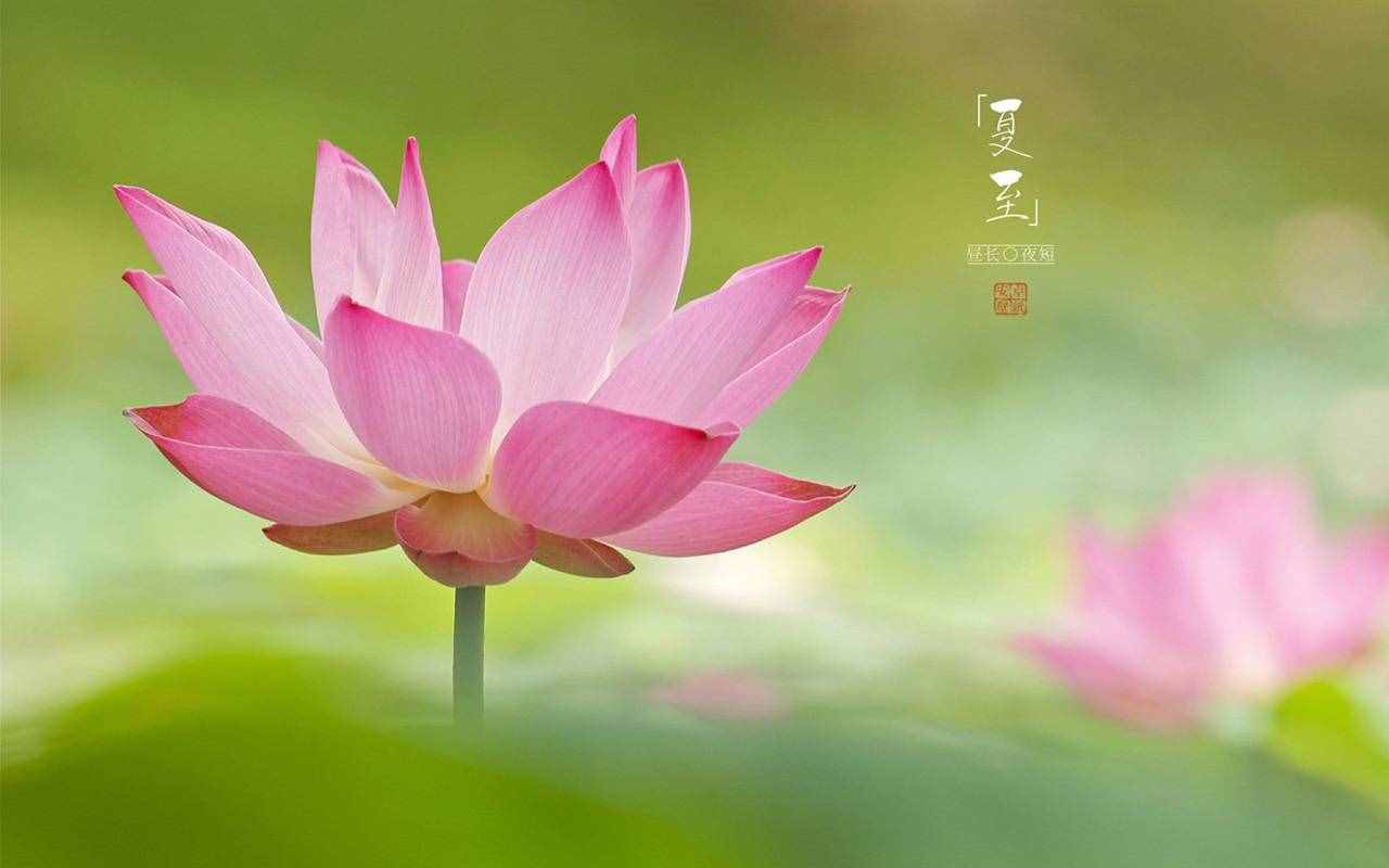 老人常說(shuō)“不過(guò)夏至不熱，夏至三庚數(shù)頭伏”，你知道什么意思嗎？