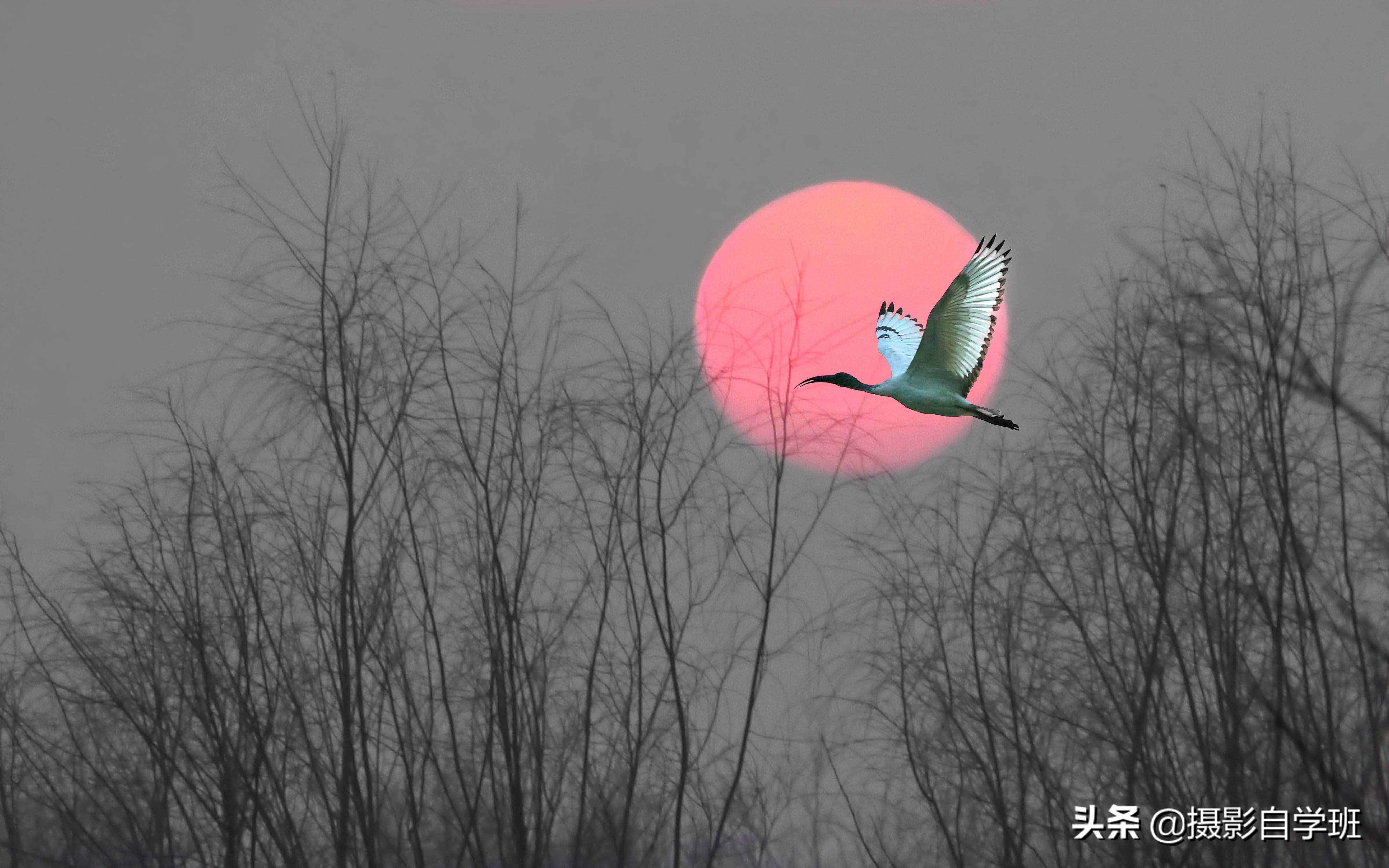 簡(jiǎn)單實(shí)用攝影技巧4個(gè)，不再羨慕別人照片好看，學(xué)了你也能拍大片