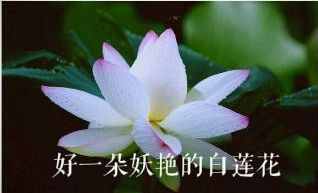 綠茶or白蓮花！你更討厭哪一種？