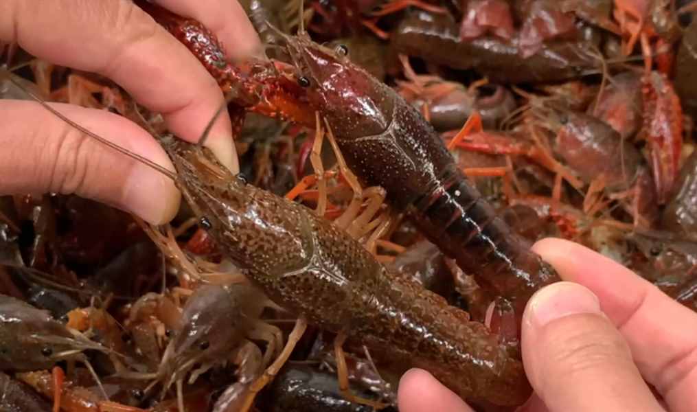 清水洗小龍蝦和沒洗一樣臟，教你簡單一招，臟東西自動跑光光