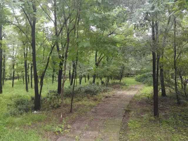 自駕大興，這個(gè)森林公園竟如此特殊，附近吃住玩更是絕了！