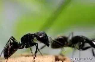 驚！用黑螞蟻泡純糧食酒功效竟然這么大！