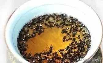驚！用黑螞蟻泡純糧食酒功效竟然這么大！