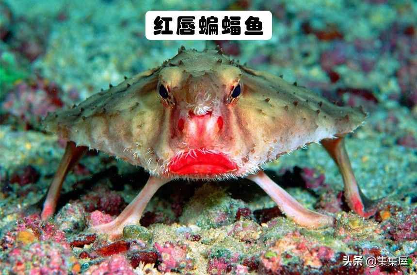 對人類而言，地球上長得極其怪異的6種奇特生物