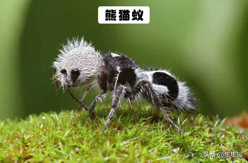 對人類而言，地球上長得極其怪異的6種奇特生物