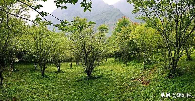 中國哪里的青梅最好吃？普寧青梅果大形正、肉質(zhì)細(xì)脆而聞名。
