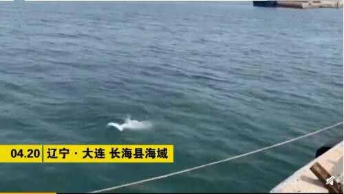 “水上大熊貓“出沒(méi)！大連長(zhǎng)?？h海域現(xiàn)中華白海豚