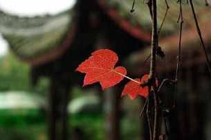 林黛玉《葬花辭》全文，空前絕后之作，當(dāng)下網(wǎng)紅夠不著一根毫毛