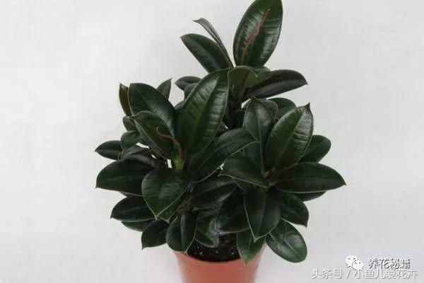 家里養(yǎng)橡皮樹有什么好處，不僅能凈化空氣，還能給你帶來財運呢