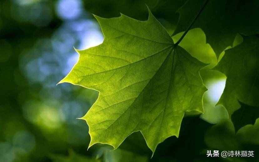 飛花令一一葉