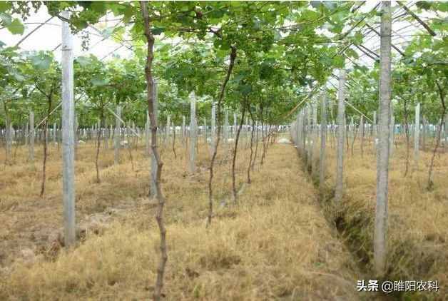 這個除草配方能殺上百種雜草，30分鐘見效2小時死草，持效期20天