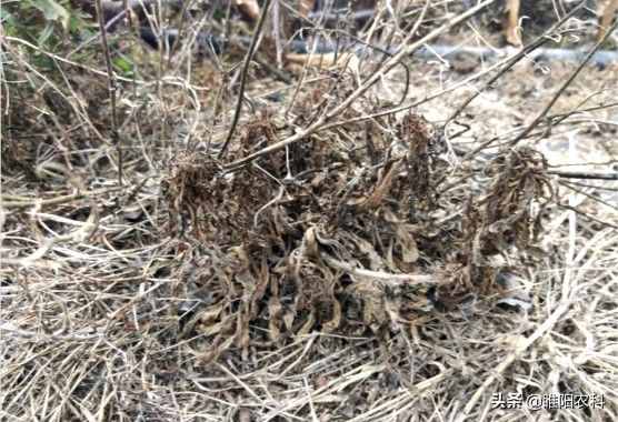 這個除草配方能殺上百種雜草，30分鐘見效2小時死草，持效期20天