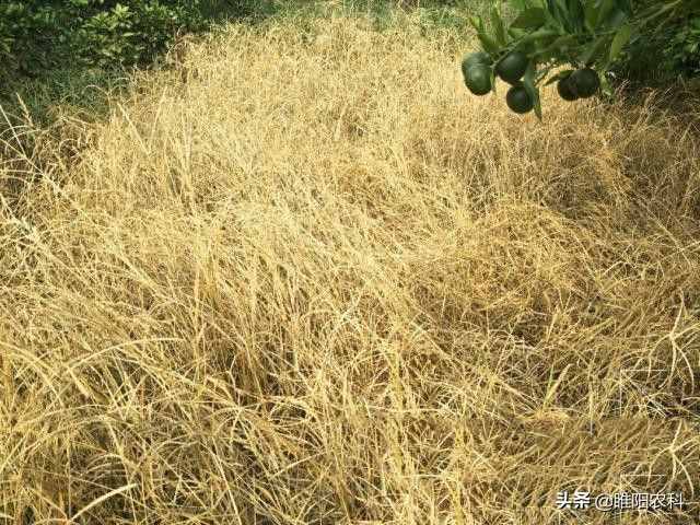 這個除草配方能殺上百種雜草，30分鐘見效2小時死草，持效期20天