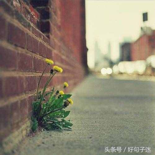 適合發(fā)空間的短句說說心情，個性十足，道不同不相為謀！