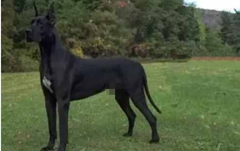這10種著名的巨型犬，知道3個以上，算你厲害