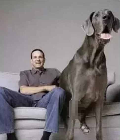 這10種著名的巨型犬，知道3個以上，算你厲害