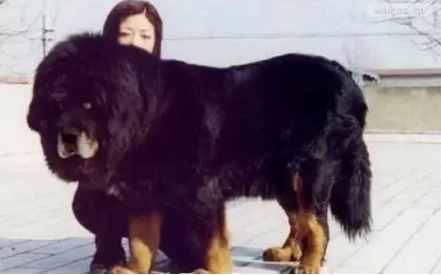 這10種著名的巨型犬，知道3個以上，算你厲害