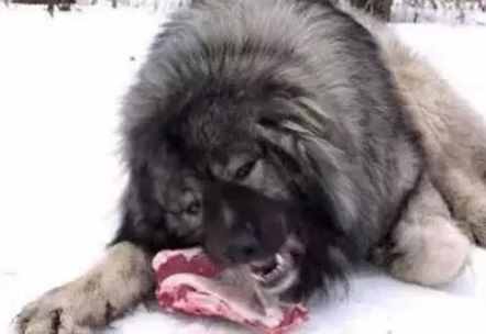 這10種著名的巨型犬，知道3個以上，算你厲害
