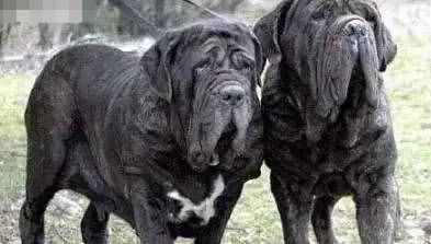 這10種著名的巨型犬，知道3個以上，算你厲害