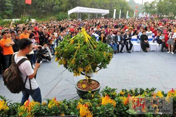 金華：“佛手之鄉(xiāng)”賽佛手 一株賣出一萬元