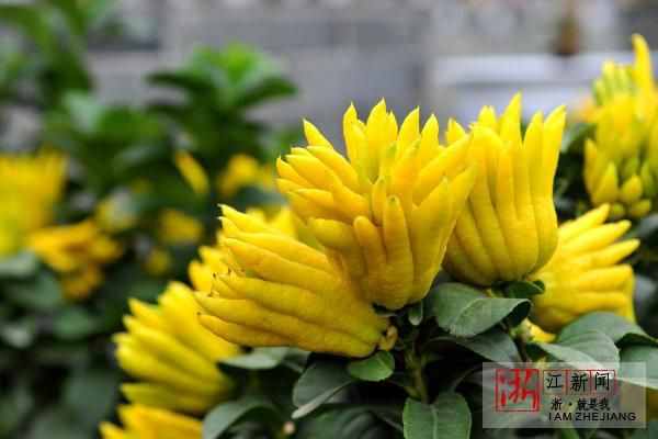 金華：“佛手之鄉(xiāng)”賽佛手 一株賣出一萬元