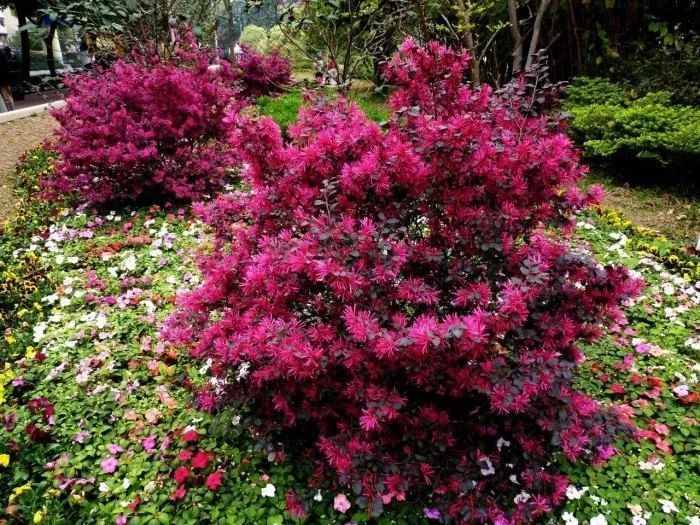 可以養(yǎng)成大型盆景的紅花檵木，秋冬葉子變紅長出彩帶