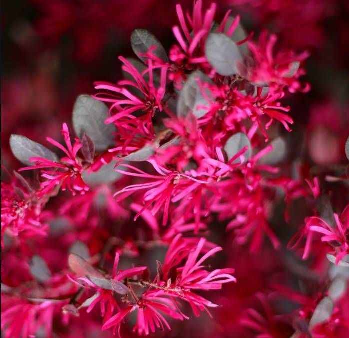 可以養(yǎng)成大型盆景的紅花檵木，秋冬葉子變紅長出彩帶