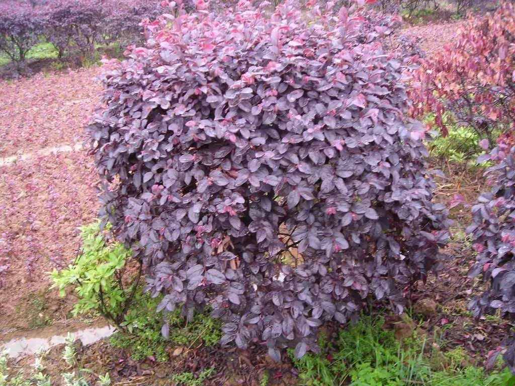 可以養(yǎng)成大型盆景的紅花檵木，秋冬葉子變紅長出彩帶