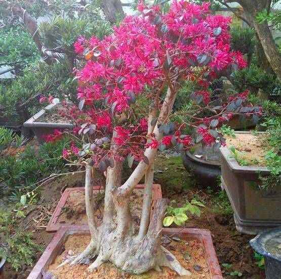 可以養(yǎng)成大型盆景的紅花檵木，秋冬葉子變紅長出彩帶
