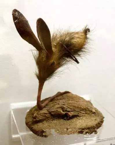 地球上最魔幻的鼻行動物，真的滅絕于美軍的核試驗(yàn)嗎？