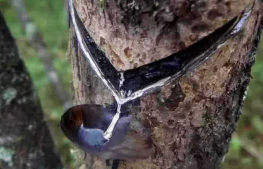 “血滴子”究竟是何物？是暗器、還是毒藥、亦或是某個(gè)神秘組織？