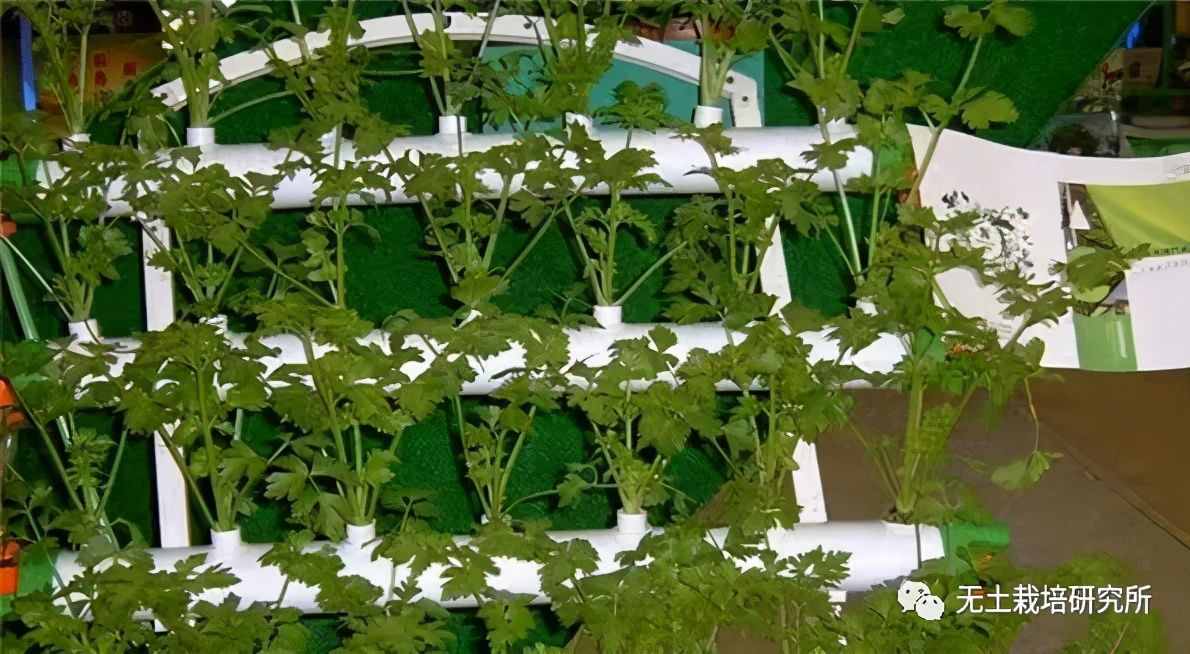 家庭水培蔬菜的方法有哪些？