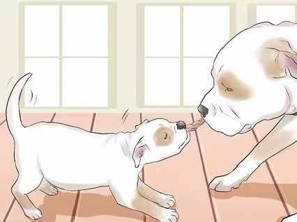如何訓(xùn)練狗狗不咬人