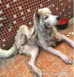 這四個關(guān)于人與動物的故事，你可能聽過，又或許沒有