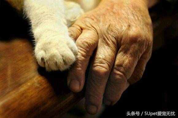 這四個關(guān)于人與動物的故事，你可能聽過，又或許沒有