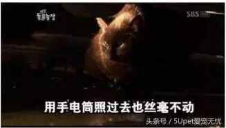 這四個關(guān)于人與動物的故事，你可能聽過，又或許沒有