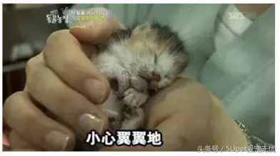 這四個關(guān)于人與動物的故事，你可能聽過，又或許沒有