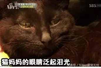 這四個關(guān)于人與動物的故事，你可能聽過，又或許沒有