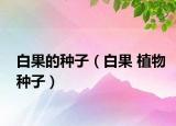 白果的種子（白果 植物種子）