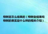 榕樹(shù)是怎么結(jié)果的（榕樹(shù)會(huì)結(jié)果嗎榕樹(shù)的果實(shí)是什么樣的相關(guān)介紹）