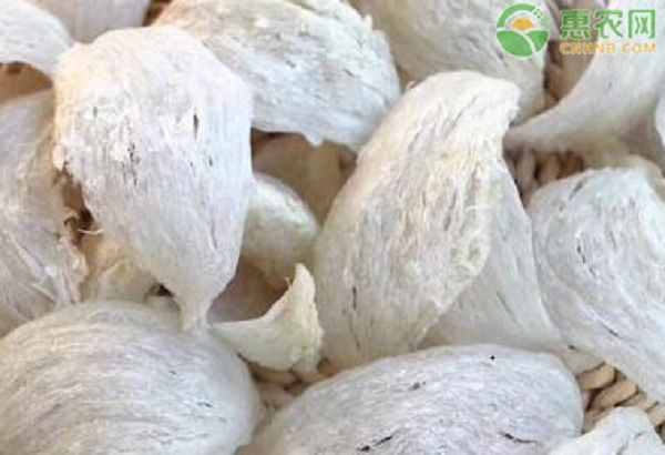 燕窩是哪里的好？燕窩是怎么形成的？