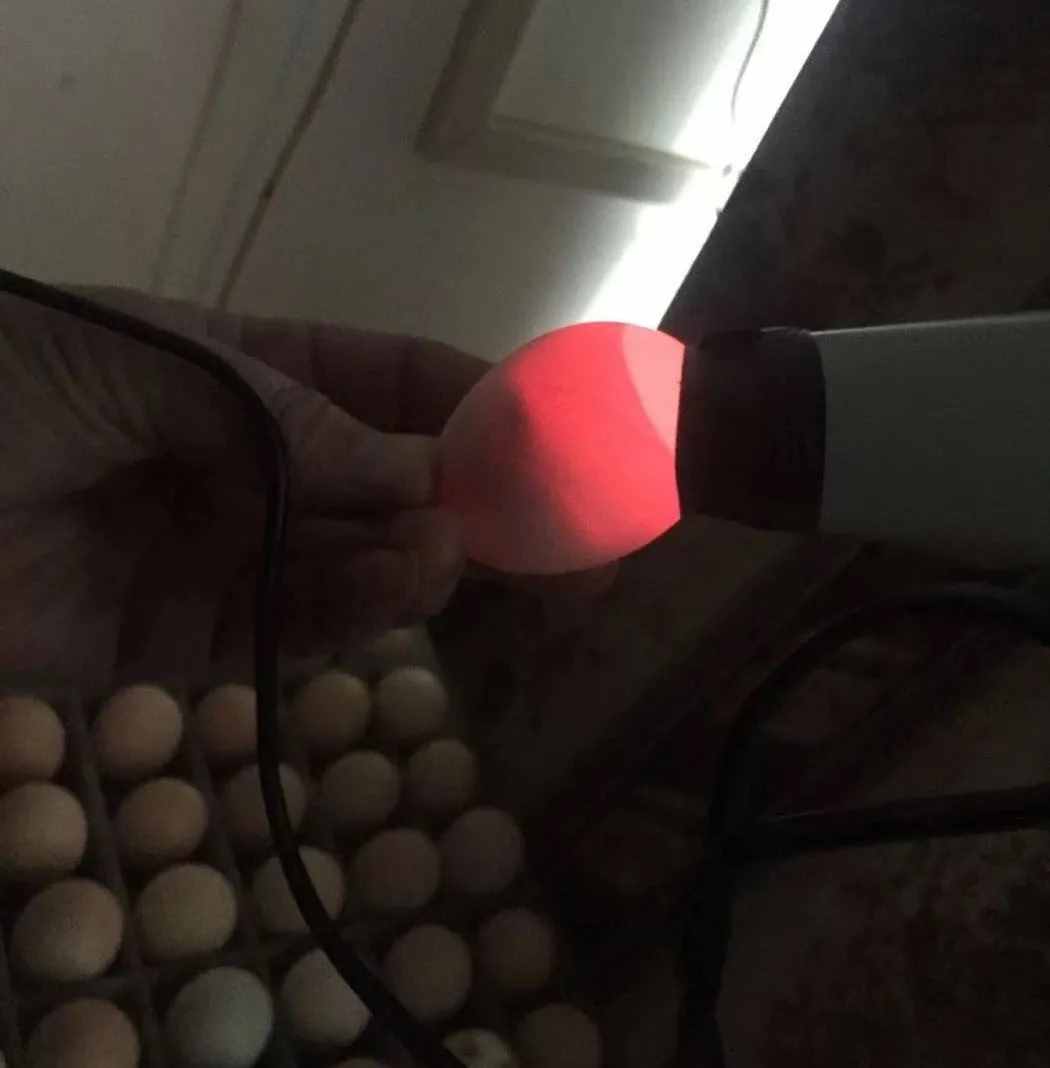 在南京嘗了一口活珠子，差點(diǎn)就想重新投胎