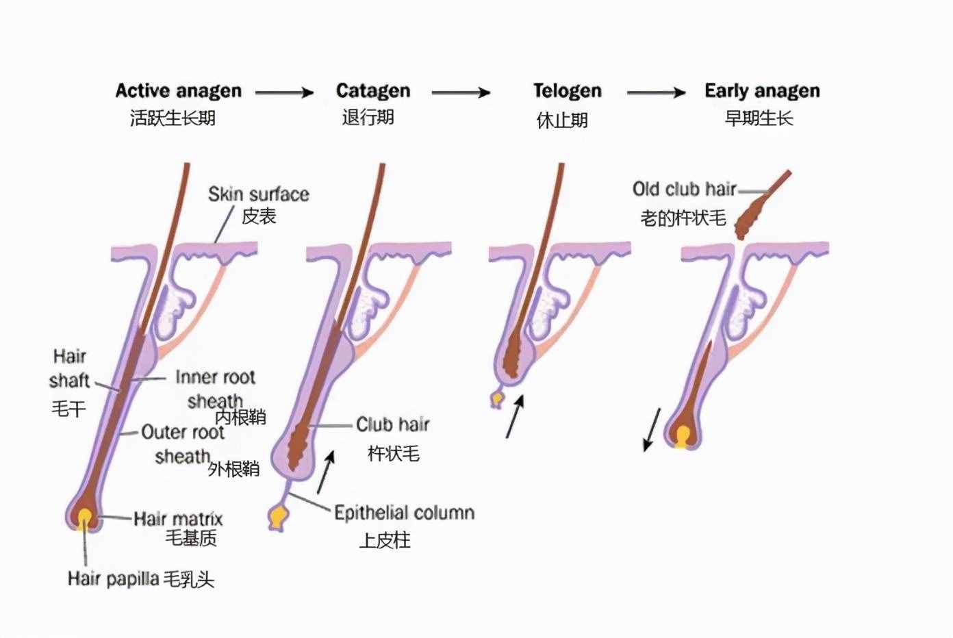 簡單實用！只需3招白發(fā)變黑發(fā)