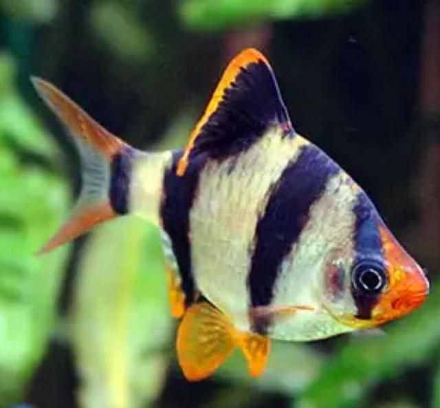 精心挑選6種最容易飼養(yǎng)的觀賞魚，奉獻(xiàn)給魚友，說錯(cuò)了我就罰酒喝