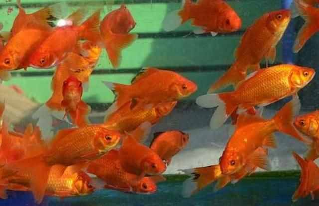 精心挑選6種最容易飼養(yǎng)的觀賞魚，奉獻(xiàn)給魚友，說錯(cuò)了我就罰酒喝