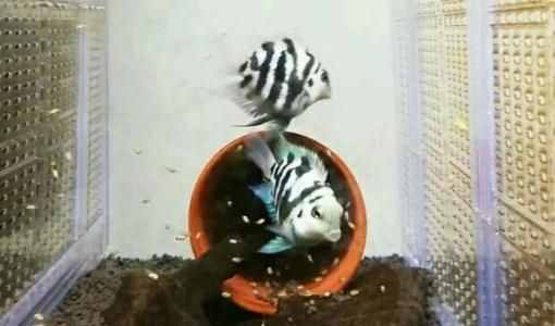 精心挑選6種最容易飼養(yǎng)的觀賞魚，奉獻(xiàn)給魚友，說錯(cuò)了我就罰酒喝